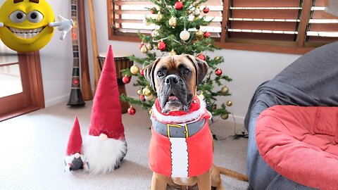 Christmas Animals Gone Viral on Rumble 2022