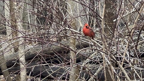 Male Cardinal James Gardens Toronto