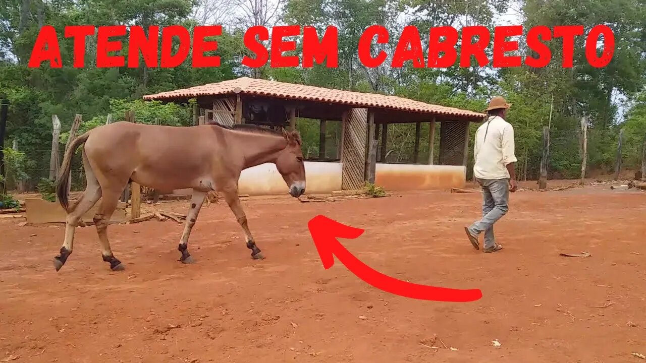 Burro Atende sem Cabresto