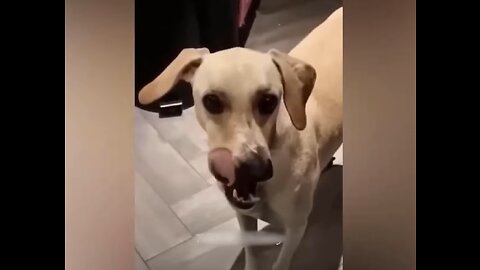 Funny Animals Amazing so much fun
