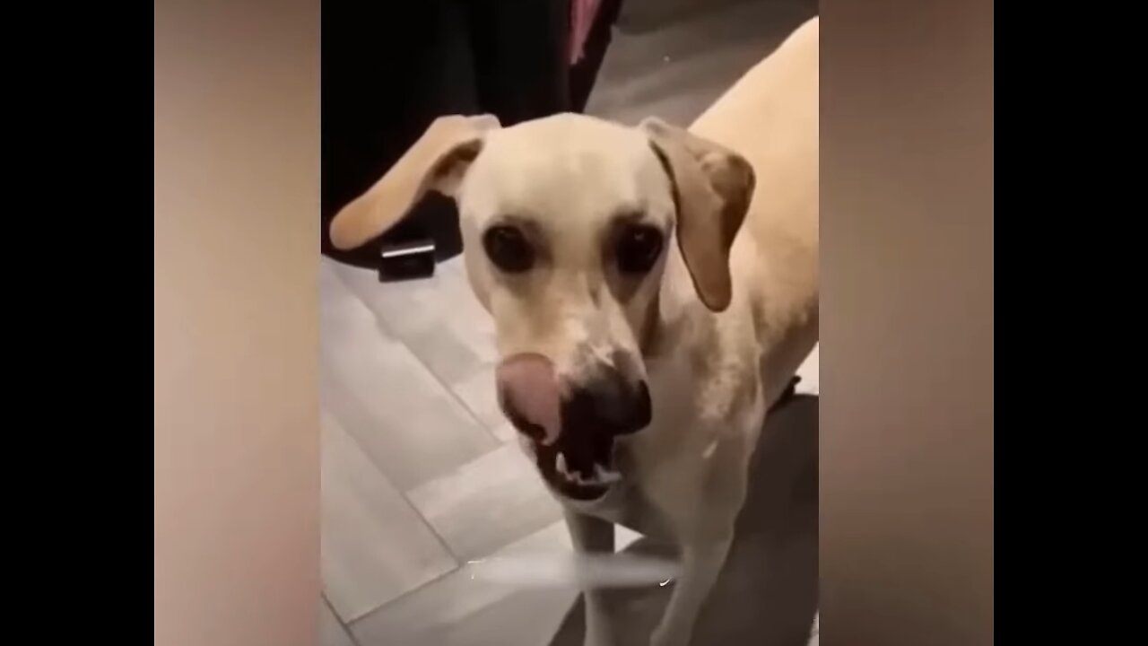 Funny Animals Amazing so much fun