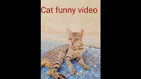 Cat funny video