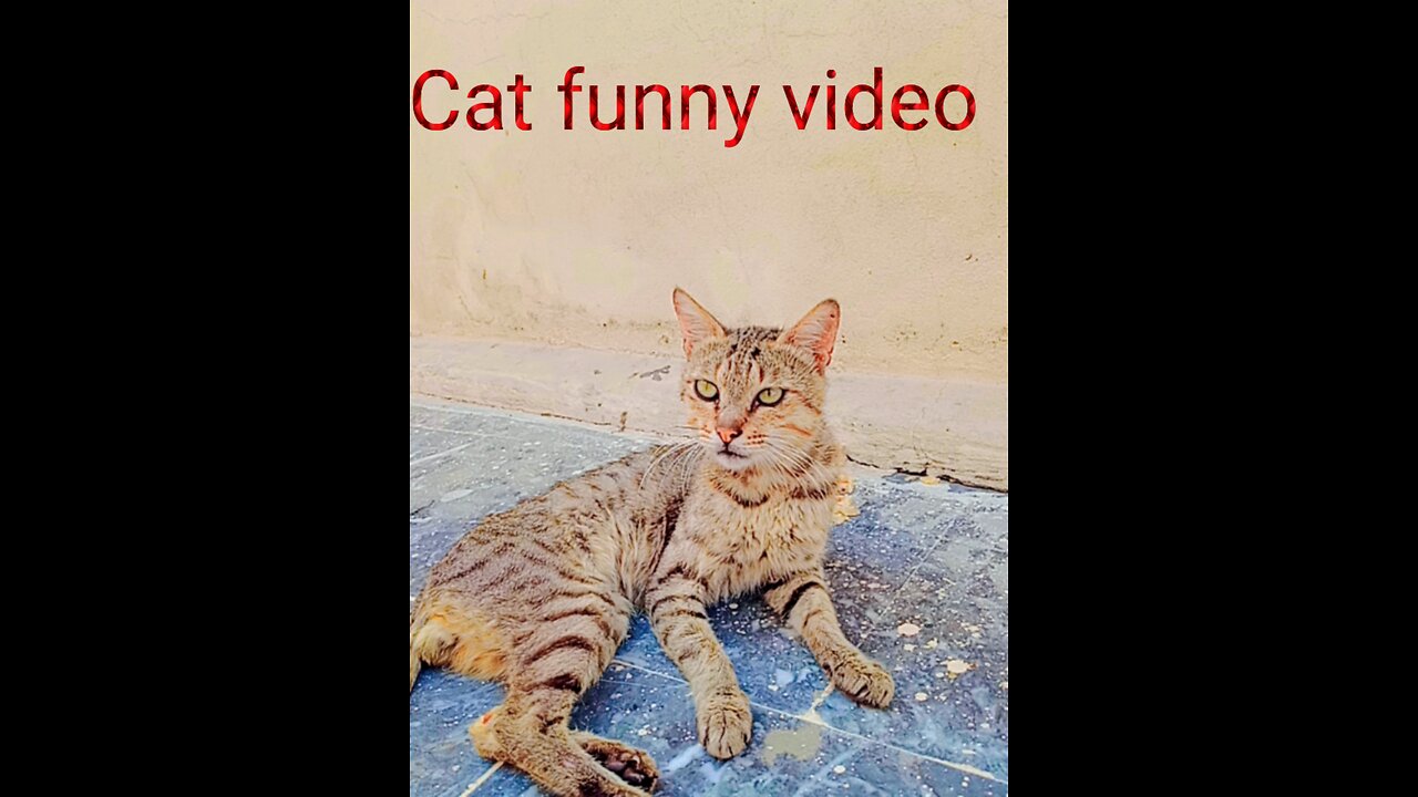 Cat funny video