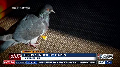 Neighbors find birds shot with darts