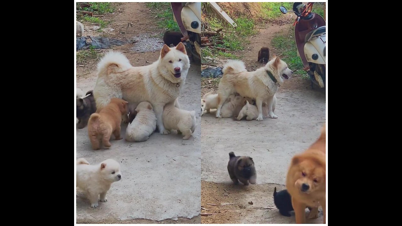 A great mother dog and her babies