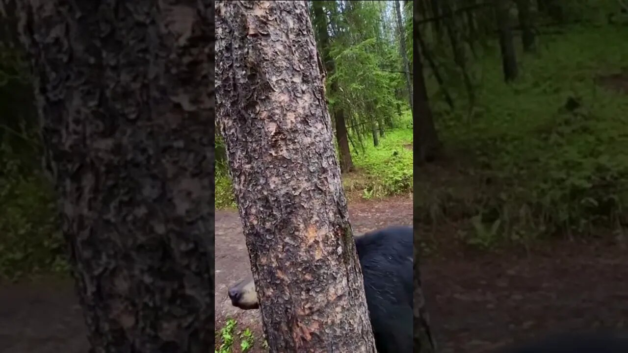 Lady survives an up close black bear encounter 😳#shorts #crazyvideo #blackbear #unbelievable