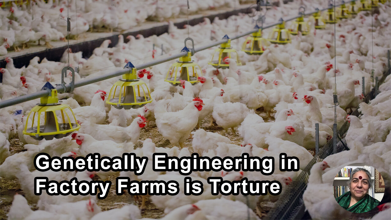 Genetically Engineering Animals In Factory Farms To Fit Into Torture Mode - Vandana Shiva, PhD