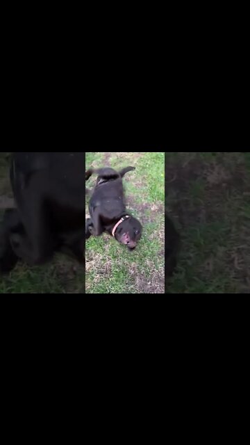 #Labrador loves #mowing! #Labradorable #Shorts #Shortsvideo