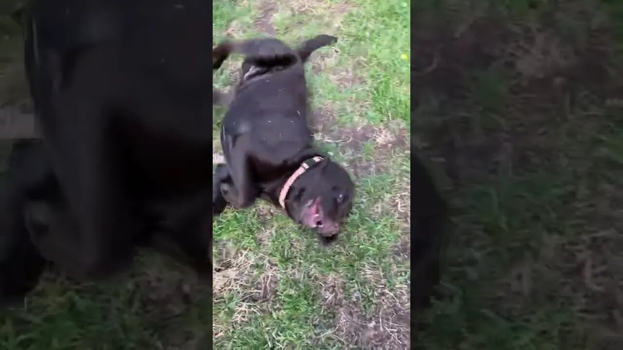 #Labrador loves #mowing! #Labradorable #Shorts #Shortsvideo