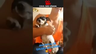 cachorro imitando o dono