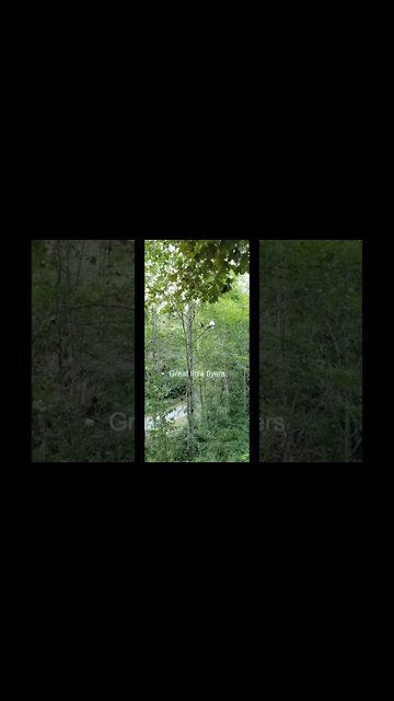 Turkeys on Ravenwood Acres #shorts