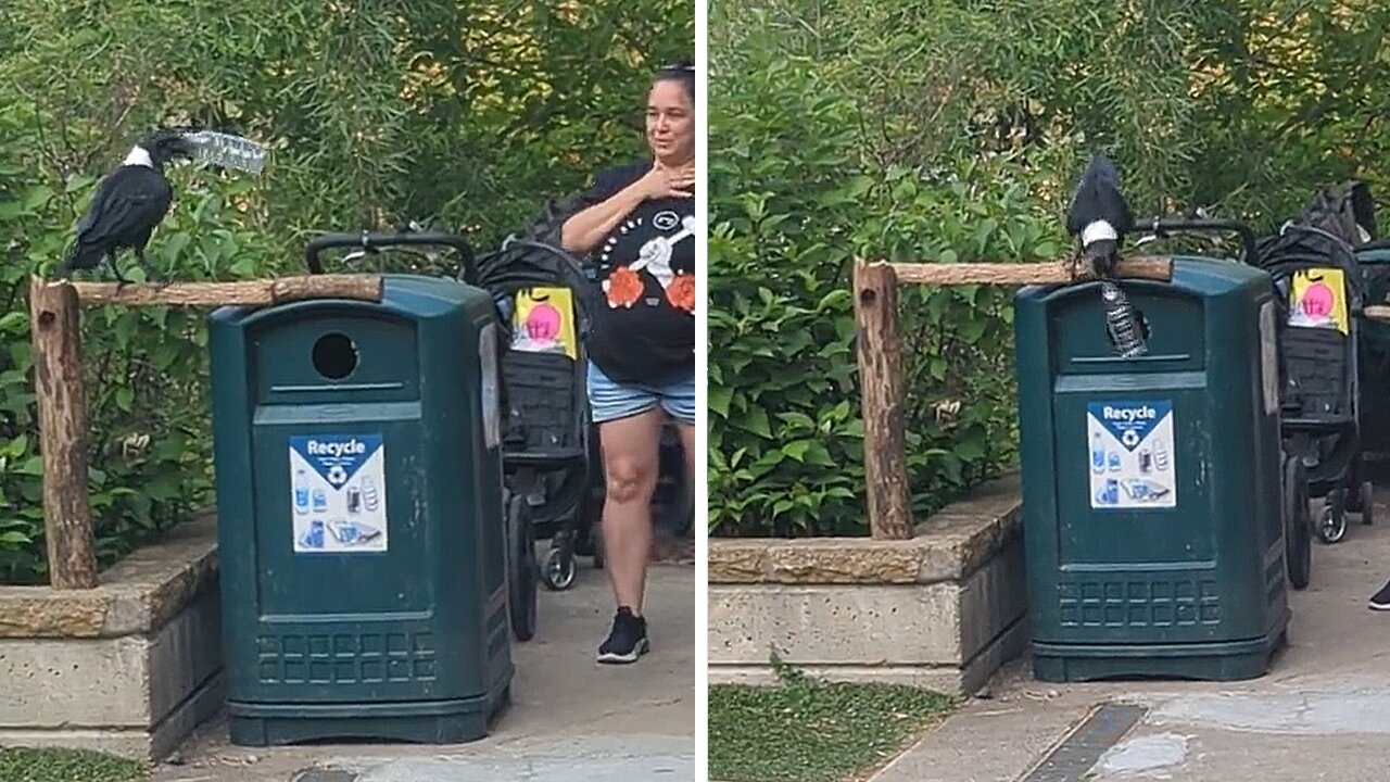 Raven Demonstrates How To Recycle