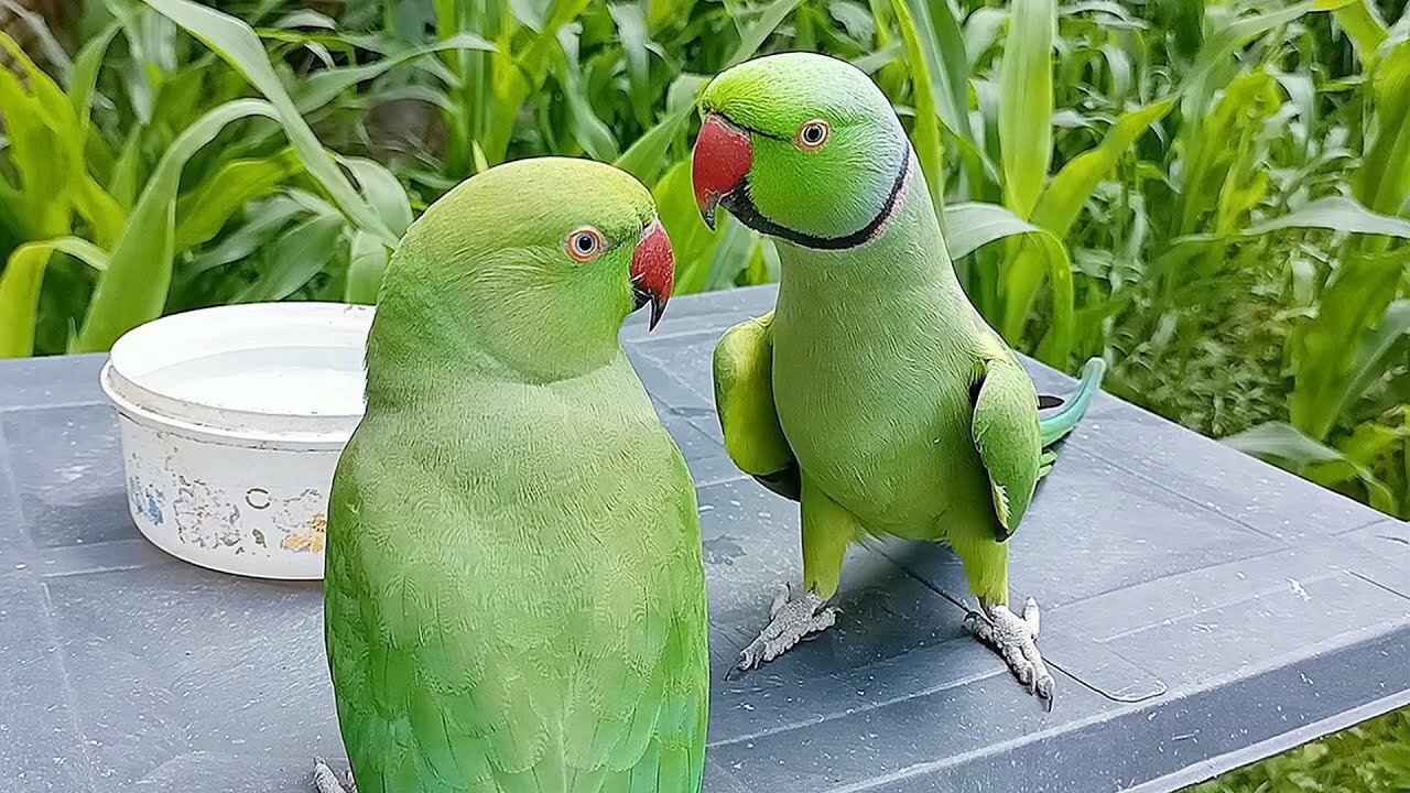 Indian Parrot Talking Mummy