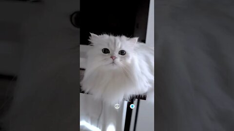 funny cat videos | cute cat videos| cute animals funny cats #shorts #shortsfunny #cutecat #funnycat