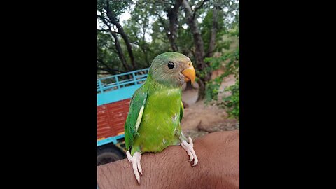 Fast video funny animal