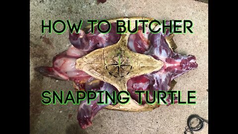 How to butcher and clean a snapping turtle.