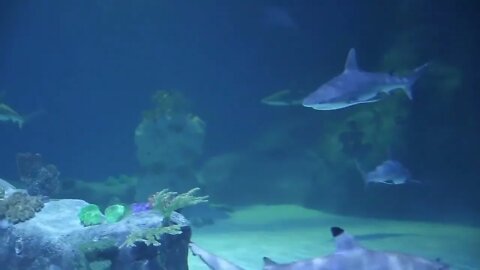 little boy looking at big sharks at the aquarium