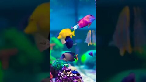 Adorable Fishes🐟🐬 in aquarium#aquarium #beautiful#wow#nature #sea#seacreature#fish#relaxing#shorts