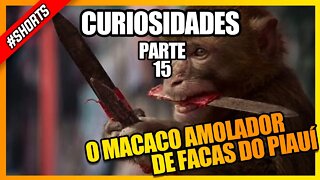 O MACACO AMOLADOR DE FACAS DO PIAUÍ #shorts #curiosidades #historia #pets #macaco #monkey #viral