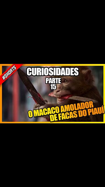 O MACACO AMOLADOR DE FACAS DO PIAUÍ #shorts #curiosidades #historia #pets #macaco #monkey #viral