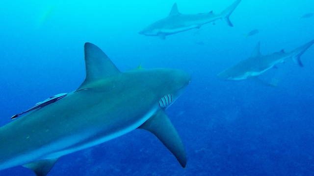 Chumming The Water Attracts Wrong Kind Of Sharks