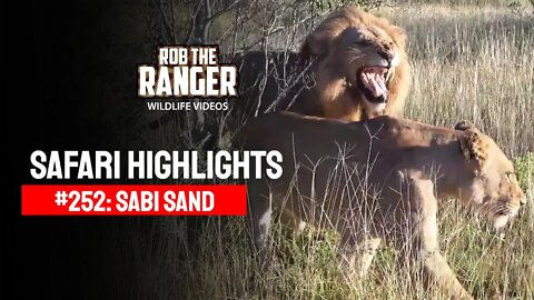 Safari Highlights #252: 14 - 18 February 2014 | Sabi Sand Nature Reserve | Latest Wildlife Sightings