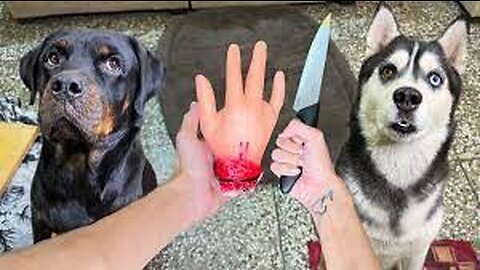 Prank with my pet funny animal reaction video 🐱🐱|| hold up