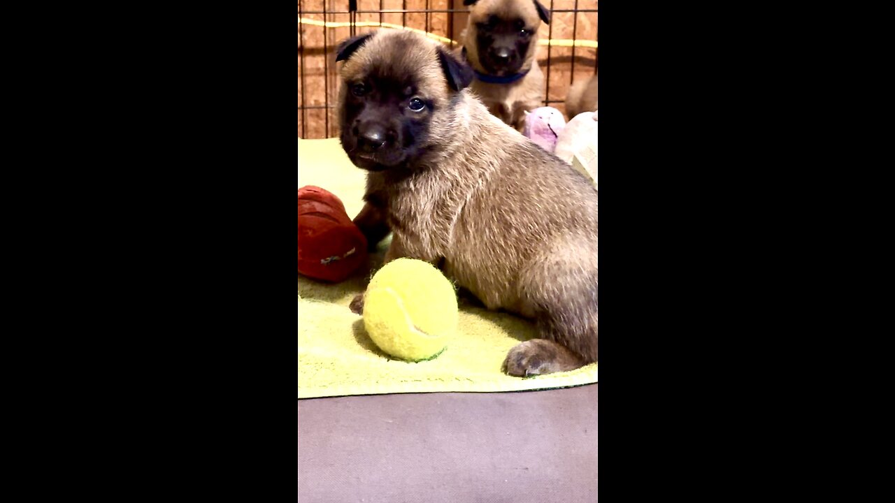 Belgian Malinois puppies play with their first toys at 3 weeks old.