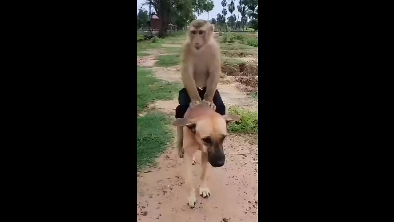 Funny animal #monkey with dog #funnyanimal