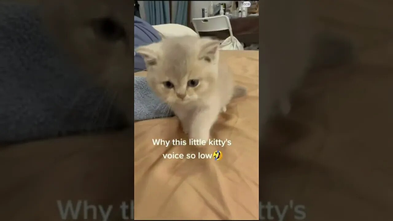 funny cat videos | cute cat videos| cute animals funny cats #shorts #shortsfunny #cutecat #funnycat