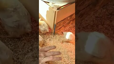 #babychicks #cornishcross #meatchickens #meatbirds #deepbedding #homesteading #chickens #farm