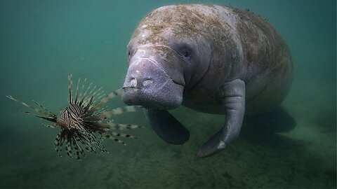 Manatee Eats Venomous Lion Fish