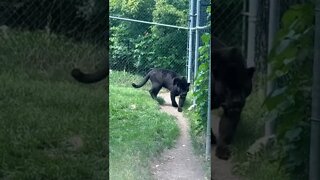 Big black leopard at the Zoo