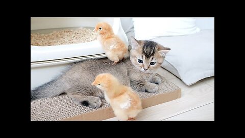 Kitten Kiki is sleepy, but the chicks wake her up