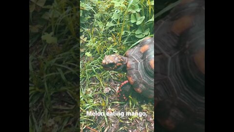 Melon eating mango. #shorts #melon #mango #tortoise #tortoiseshorts #melonthetortoise #redfoot #tort