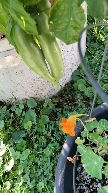 Jersey Devil tomato check