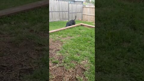 Playing Fetch with a tyre - cane corso- happy dog loving life ❤️ Hit Subscribe for more