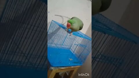 Lovely parrot