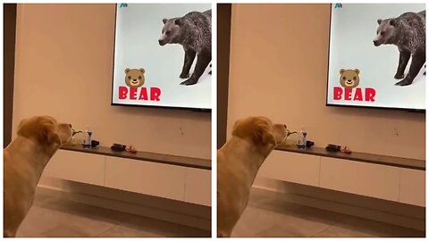 The dog can't find the bear 😂😂😂