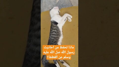 القطط_ cats