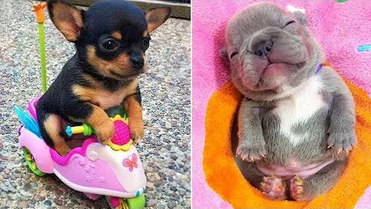 Baby Dogs 🔴 Cute and Funny Dog Videos Compilation #2 | 30 Minutes of Funny Puppy Videos 2021