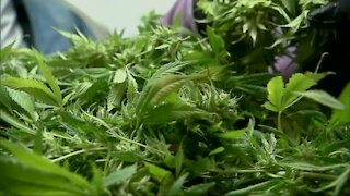 Last day for local governments to opt-in or out of marijuana sales