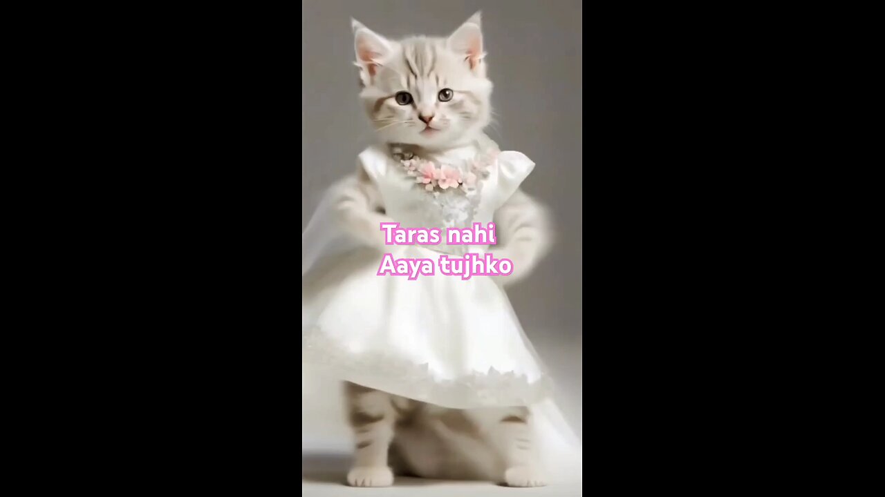 Taras Nahi Aaya Tujhko Cute Cat Dance | Crazy Cat Dance | Cat Lover