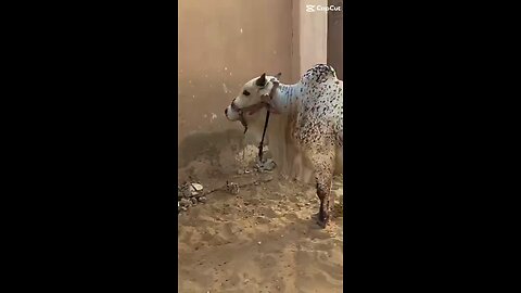 Bakra Eid in Pakistan ♥️