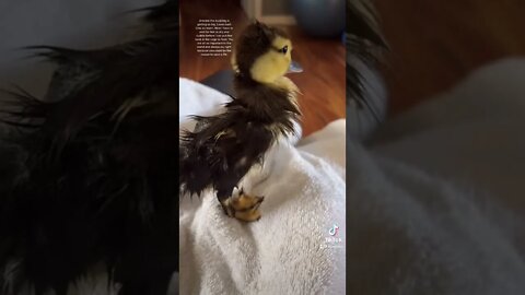 Artemis the duckling who was found lost with no family.