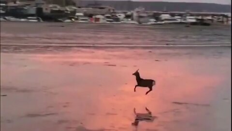 Deer skipping along the beach