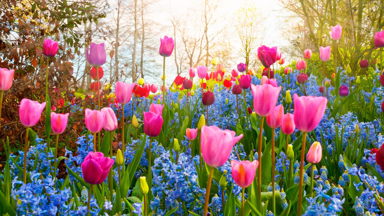 FLOWERS DANCE : Amazing Beauty of Nature : Blooming Flower Time Lapse Video