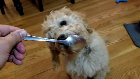 Goldendoodle eating peanut butter