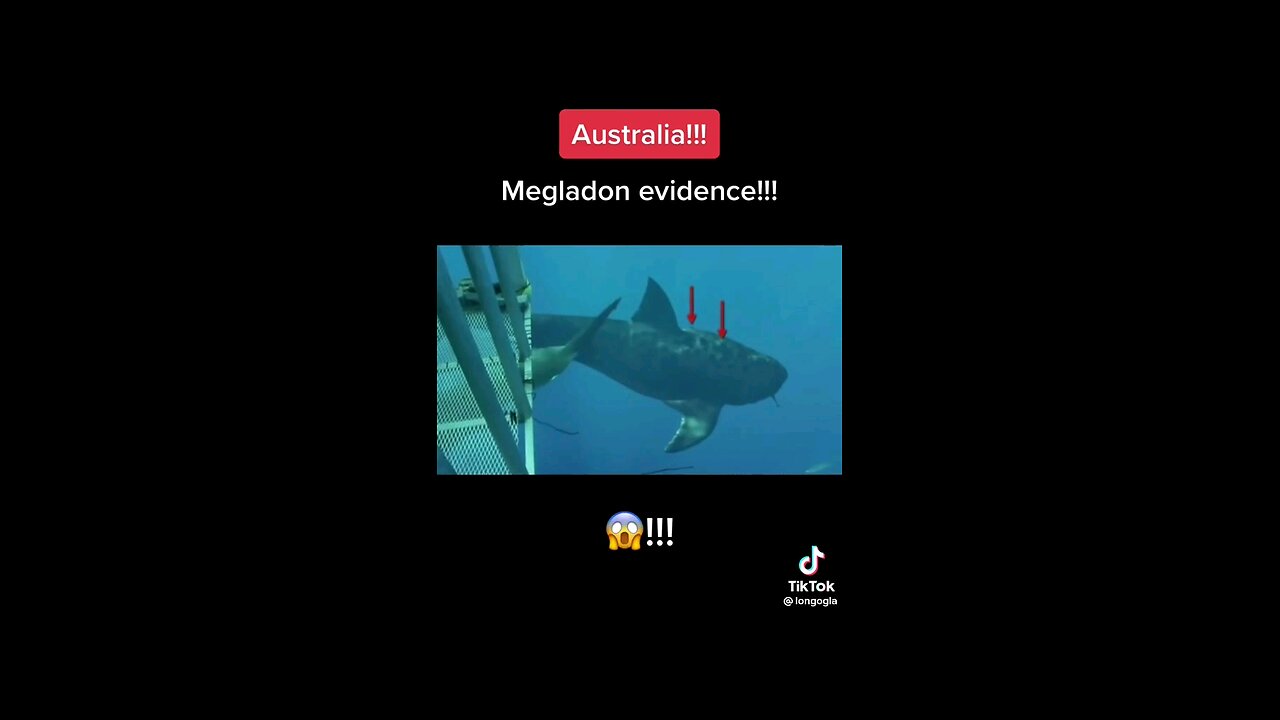 Megladon Sharks Still Swimming Off The Coast Of Australia ?