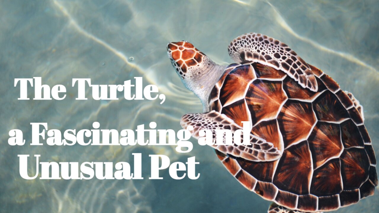 The Turtle, a Fascinating and Unusual Pet